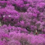 [부천,인천/당일]원미산 진달래축제-송도 장어, 포레스트아웃팅스-차이나 타운-자유공원 벚꽃-월미도 노을 (뚜벅이의 꽉 찬 스케줄 23,000보 걷기)