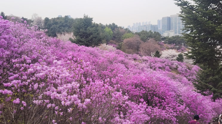 부천 원미산 진달래 / 축제