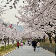 서울대공원 꽃놀이 🌸 20240408 벚꽃현황, 아직 늦지 않았다!