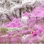 봄에 가볼만한곳 부천 원미산 진달래 벚꽃 만개