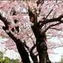 부산 봄나들이 명소 벚꽃 개화현황