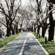 괴산 청안 벚꽃 하늘 가득 꽃터널