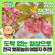 [일상 한걸음] 도박 없는 일상으로 한걸음, 전국 벚꽃놀이 여행지 추천!