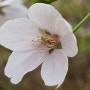 대구 화원자연휴양림 벚꽃 나들이 명소