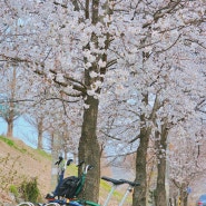 파주 벚꽃라이딩 평화누리 자전거길 (파주 출판도시휴게소~헤이리마을)
