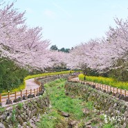 서귀포 벚꽃 명소 웃물교 도민들이 많이 찾는 산책 제주 명소