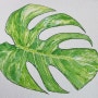[간단 수채화] 몬스테라 그리기 '나의 반려 식물' 그리기 | 식물 스케치