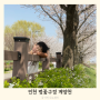 인천 김포 계양천 벚꽃명소 아이랑 벚꽃구경 (위치/주차)