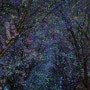 대저생태공원 벚꽃 LED 터널 밤벚꽃 산책하기 / 강서 낙동강변30리 벚꽃길