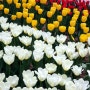 봄꽃 맞이 서울숲 튤립 축제 (수선화, 벚꽃, 주차 꿀팁)
