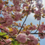부산 4월 꽃구경 민주공원 겹벚꽃 올해 개화 언제?(+근처 가볼만한 곳)