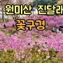 부천 원미산 진달래동산 꽃구경