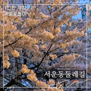 인천 계양구 서운동 벚꽃놀이 스팟 둘레길