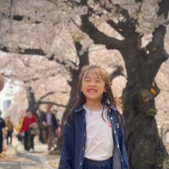 여의도 벚꽃축제 04월 주말 아이와 나들이 / 주차,지하철 정보