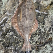 돌가자미 국내 신기록 원투낚시 65cm