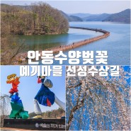 안동 볼거리 선성수상길 안동 예끼 마을 능수벚꽃길 장관(4월 7일 촬영)