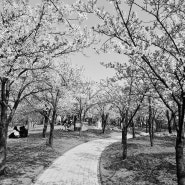 벚꽃 나들이 인천 중앙공원
