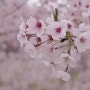 전주 벚꽃 나들이: 전주 동물원, 삼례비비정, 아중호수