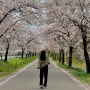 대구 다사 벚꽃명소 사진찍기 좋은 벚꽃길