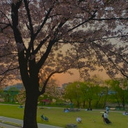 동탄 근교 인생샷 남기기 좋은 벚꽃 명소 추천 ::: 오산천, 리베라cc, 노작골, 오산맑음터공원