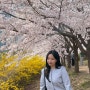 [인천] 송도 센트럴파크 벚꽃명소 피크닉 추천