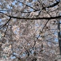 4월 7일 벚꽃