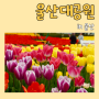 울산 가볼만한곳 울산대공원 남문 튤립 벚꽃 꽃구경