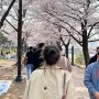 2024년의 수원벚꽃명소 -황구지천 / 만석공원 벚꽃 주차
