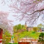 공주 벚꽃 명소🌸 충청남도역사박물관 벚꽃 동산
