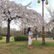 인천 벚꽃 나들이 인천 봄꽃축제