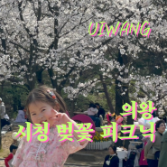 경기도 벚꽃놀이 의왕 벚꽃놀이 명소 의왕 시청 실시간 개화현황(ft. 꿀팁)