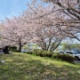 대저생태공원 벚꽃 나들이