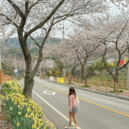 대전 근교 4월 가볼만한 곳, 홍성 당일치기 여행 거북이마을 수선화, 벚꽃 개화상황