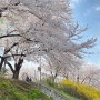 안양천 벚꽃 4월의 봄나들이