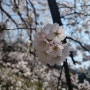 김포 벚꽃 축제 후기와 주차장 정보