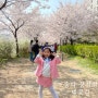 서울 벚꽃명소 장지천 벚꽃길 송파 둘레길 아이랑 주차팁