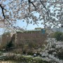 2024 봄 : 서울 그리고 동네 벚꽃