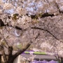 2024 벚꽃놀이-능동 어린이대공원 (포토&트래블) #캐논70D #소니a6000
