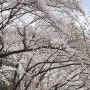 과천대공원의 벚꽃 축제의 절정