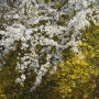춘천 가볼만한곳 벚꽃명소 | 춘천공지천 의암공원 | 강원도 벚꽃