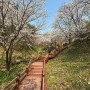진천 농다리 벚꽃, 4월 7일에 다녀온 농다리 하늘다리 산책
