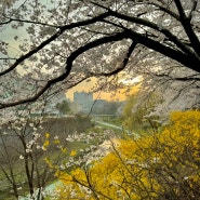서울 숨은 벚꽃 명소 반포천 피천득 산책로 벚꽃 나들이 서초구 걷기 좋은 길