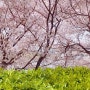 대구 아양교 벚꽃 지저동 벚꽃길 벚꽃터널 실시간