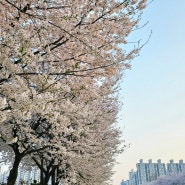 인천 계양구 벚꽃 명소: 서부간선수로 서부천 벚꽃길 이번 주 놓치면 끝이에요