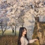 [세종 벚꽃 명소] 세종호수공원 벚꽃놀이
