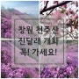 창원 천주산 진달래 개화 (2024-04-07) 진달래꽃 명소 : 천주암방향 등산코스