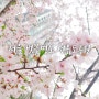 서울 벚꽃명소 선유도 공원은 지금! 봄꽃만발! 한강뷰까페 즐기기