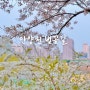 서울 양천구 신목동역 안양천 벚꽃 명소 추천 실시간 개화 상태
