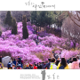 원미산 진달래 축제