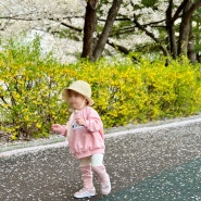 우리동네 벚꽃나들이, 중랑천 장안벚꽃길 13개월 아기랑 다녀왔어요.